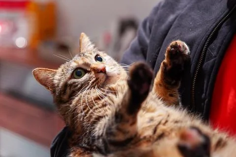 Tabby cat in arms Stock Photos