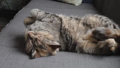 Tabby Cat Asleep in a Twisted Pose on a Gray Couch Stock-Footage 321778429