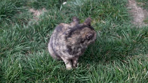 Tabby cat attentively observing its surroundings in a grassy outdoor setting Stock Footage 306247193