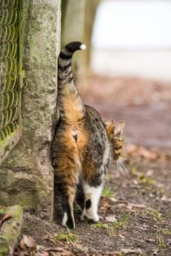 Tabby Cat back. Kitty is walking on old road. Foto stock