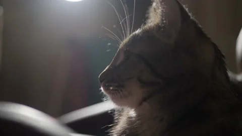 Tabby cat backlit face closeup handheld Video stock 142196957