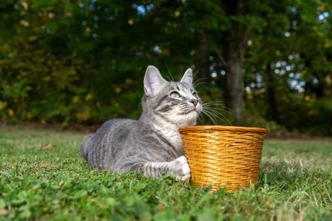 Tabby cat with a basket in the grass Stock-Fotos