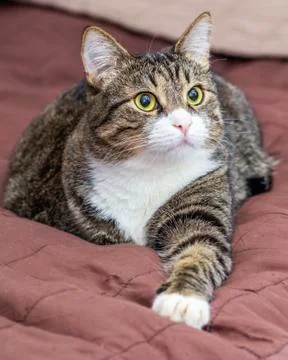 Tabby cat on bed Stock Photos
