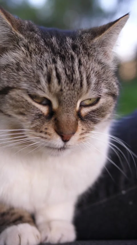 Tabby cat being gently petted by young man hands close up Stock Footage 332422691