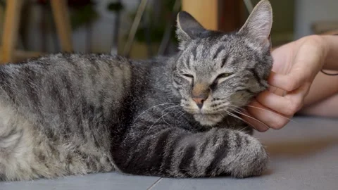 Tabby Cat Being Gently Petted Indoors by Person in Lyon Adoption Setting Stock Footage 342278905
