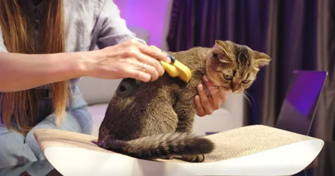 Tabby Cat Being Groomed With Brush, Relaxed Pet at Home. A young freelance Stock Footage 275541214