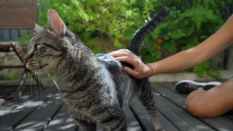 Tabby Cat Being Petted by Person on Sunny Wooden Patio in Lyon, France Stock Footage 342278911