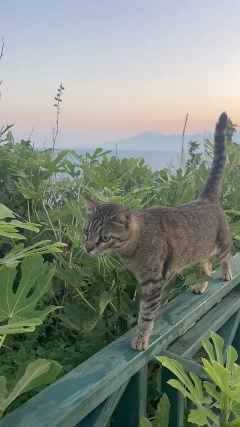 Tabby cat on a bench in nature by sunset Stock Footage 337038113