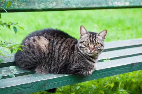 Tabby cat on the bench 스톡 사진
