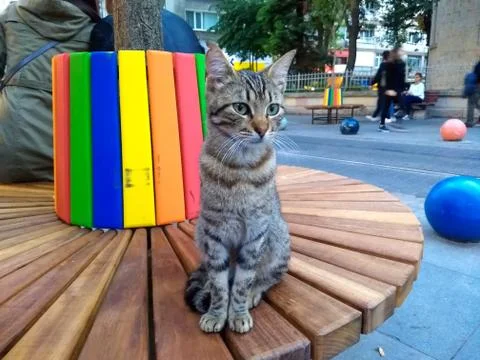 Tabby cat on the bench Stock Photos