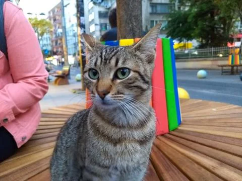 Tabby cat on the bench Stock Photos
