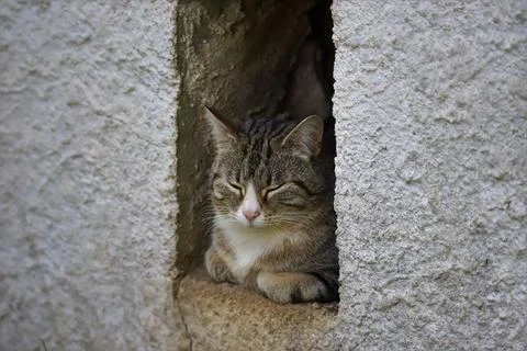 Tabby cat between building Stock Photos