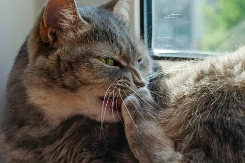 A tabby cat bites at its claws white Stock Photos