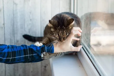 Tabby cat biting somebody's hand. Cat bites Stock Photos