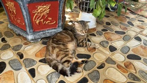 Tabby Cat Blending Into Patterned Floor Stock Photos
