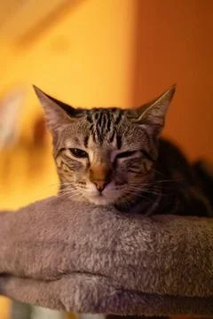 Tabby cat blinking, sleepy and resting on cat tree Stock Photos