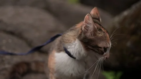 Tabby Cat breed Stock Footage 219843775