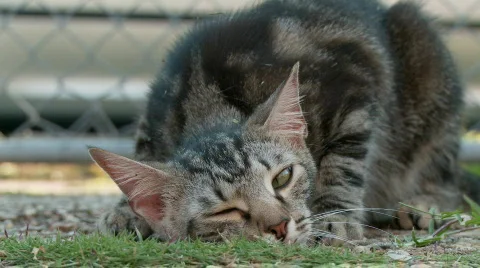 Tabby cat on catnip Stock Footage 667432