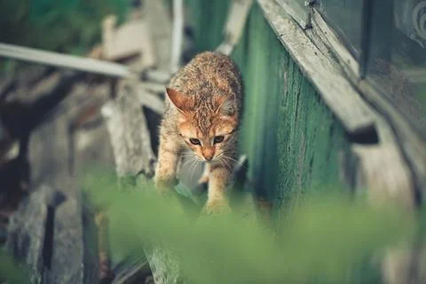 Tabby cat cautiously exploring a rustic outdoor environment, walking along an Stock Photos