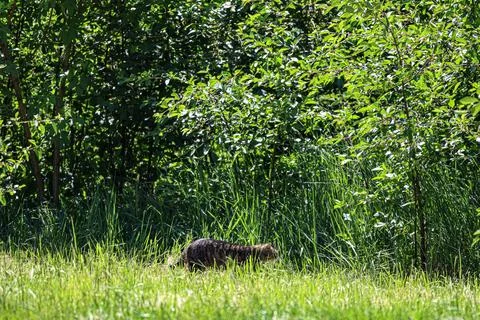 Tabby cat cautiously walks through tall green grass near dense foliage Foto stock