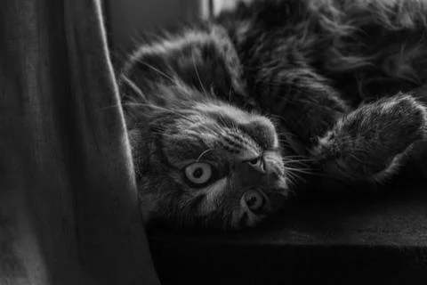 Tabby cat on central heating and window with plant pot Foto stock