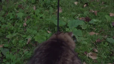 A Tabby Cat chases and paws at a mouse in the grass Stock Footage 327174947