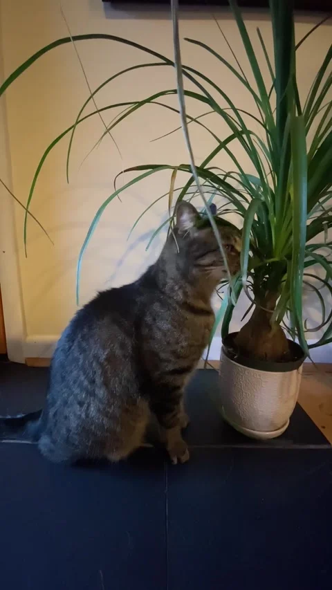 A tabby cat chewing on a plant Stock Footage 234355399