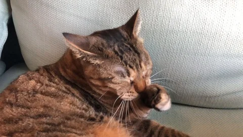 Tabby Cat Cleaning Her Face Stockbeeldmateriaal 93976778