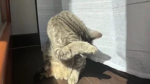 Tabby cat is cleaning its fur in a sunlit area, surrounded by soft curtains  Stock Footage 314844615