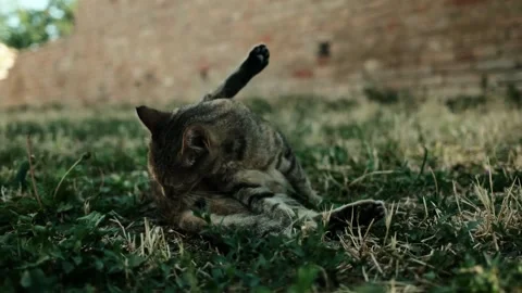Tabby cat cleaning itself on dry grass near a brick wall. The cat is grooming in Stock Footage 342507477