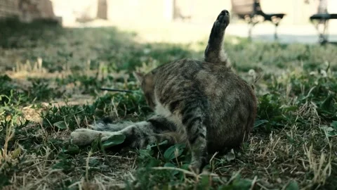 Tabby cat cleaning itself on dry grass near a brick wall. The cat is grooming in Stock Footage 342507559