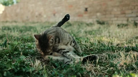 Tabby cat cleaning itself on dry grass near a brick wall. The cat is grooming in Stock Footage 342507719