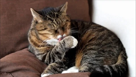 Tabby cat cleaning itself Stock Footage