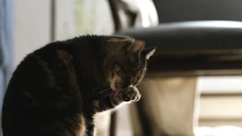 Tabby cat cleaning itself Stock Footage 145608010