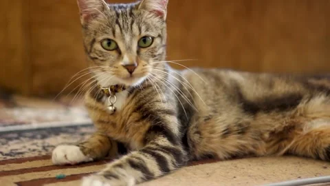 Tabby cat cleans itself. Stock Footage 145694732