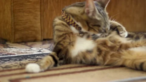 Tabby cat cleans itself Stock Footage 145694792