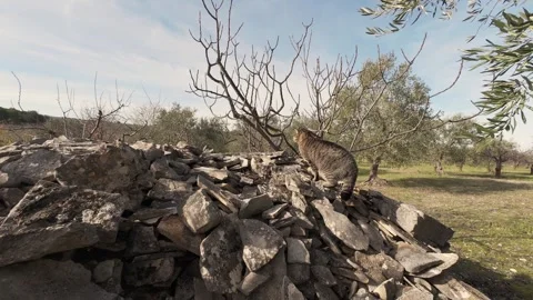 Tabby Cat Climbing Up trullo Pile of Dry Stones in a Sunny Olive Grove Stock Footage 346072973