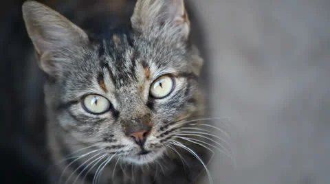Tabby cat close up Stock Footage 22556033