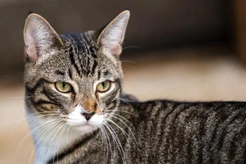 Tabby Cat Close Up Stock Photos