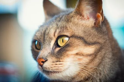 Tabby cat close up portrait; Stock Photos