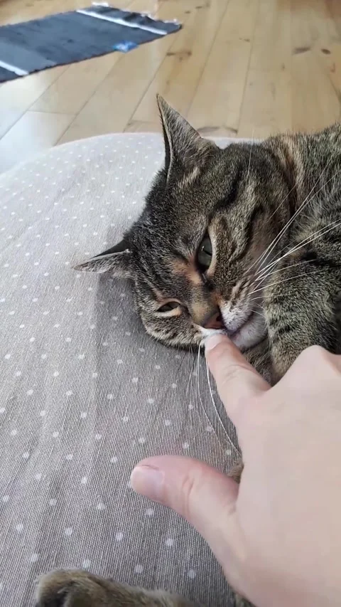 Tabby Cat Close Up Portrait Playing With Owner, Cute Pet Video Stock Footage 332044009