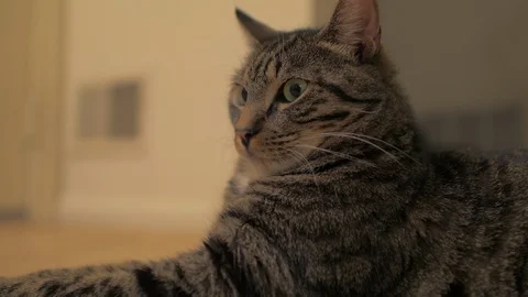 Tabby cat close staring then yawning Stock Footage 94127437