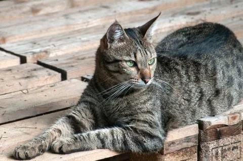 Tabby cat closeup Stock Photos