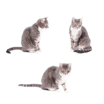Tabby cat collection Stock Photos