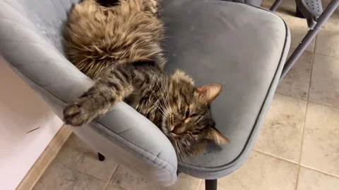 Tabby cat comfortably sprawled on a gray upholstered chair Stock Footage 336311465