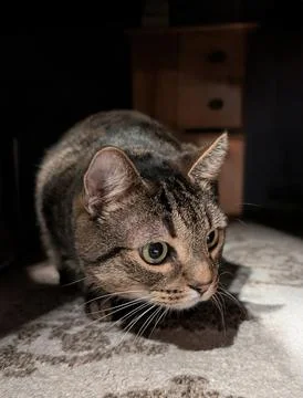 Tabby Cat Crouched in Dramatic Light with Intense Gaze Fotos de archivo