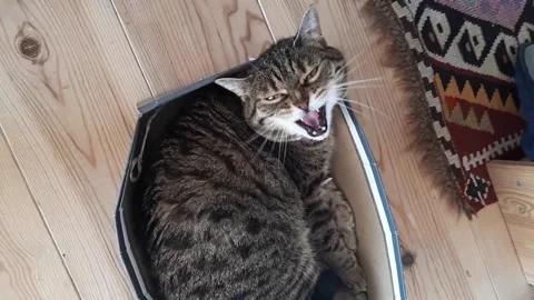 Tabby Cat Curled Inside Small Cardboard Box On Wooden Floor Видео 332044041
