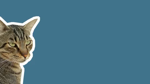 Tabby cat on a dark blue background. template Stock Footage 117734666