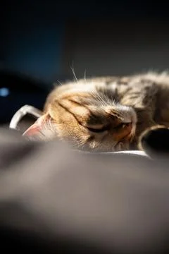 Tabby Cat in Deep Relaxation on Soft Frame Stock Photos