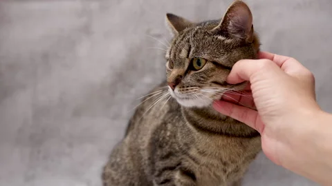 Tabby cat domestic pet kitty eating wet or dry food from floor,isolated animal Stock-Footage 242590093